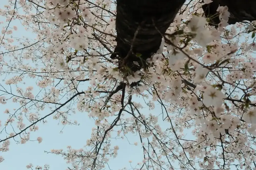 Ein blühender Zweig vor einem Frühlingshimmel